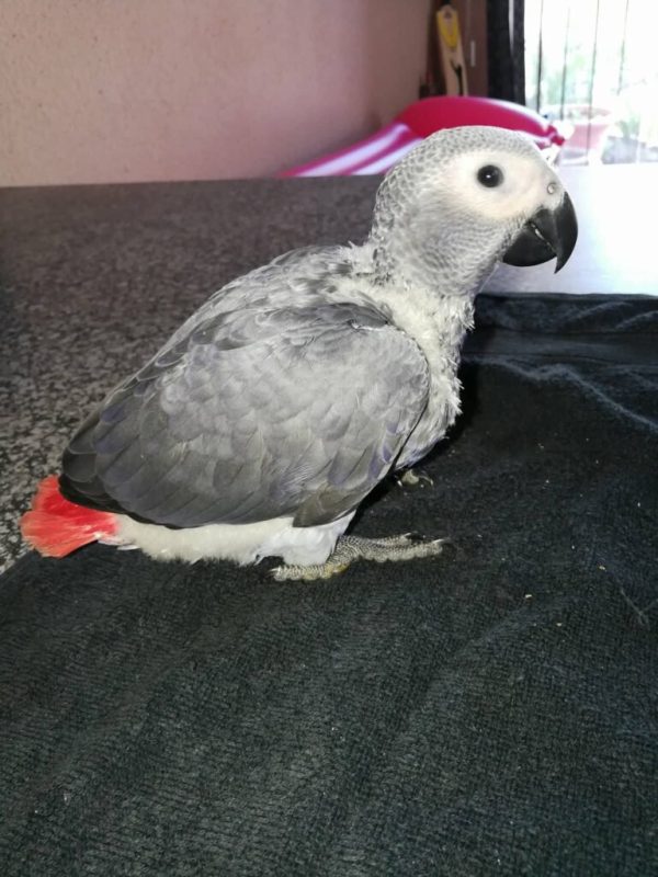 Henny | Buy Baby African Grey Parrot Online