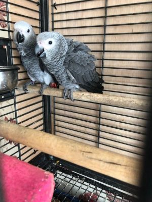 Congo African Grey
