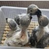 African Grey Parrot Chicks
