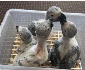 African Grey Parrot Chicks