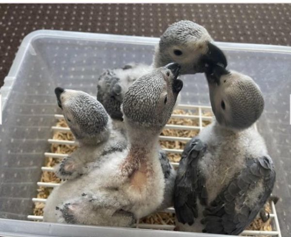 African Grey Parrot Chicks