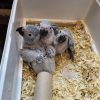 African Grey Parrot Chicks