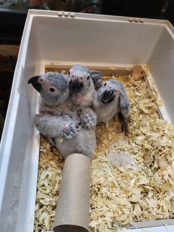 African Grey Parrot Chicks
