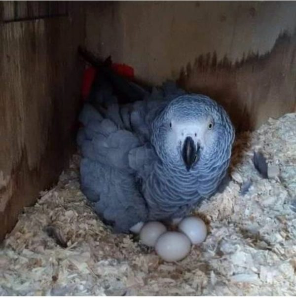 Congo African Grey Parrot Eggs