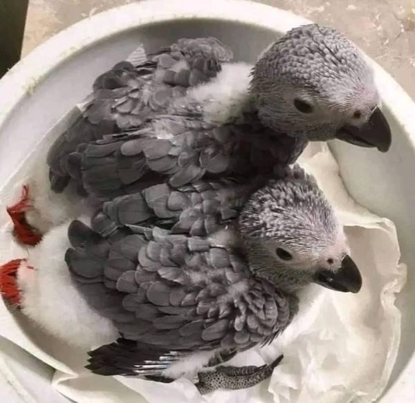 Lulu And Kuku African Grey Parrots For Sale