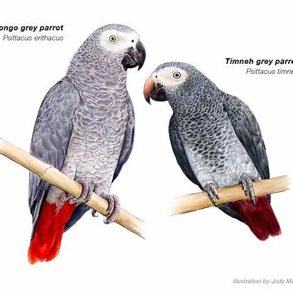 Timneh African Grey