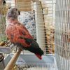 Timneh African Grey