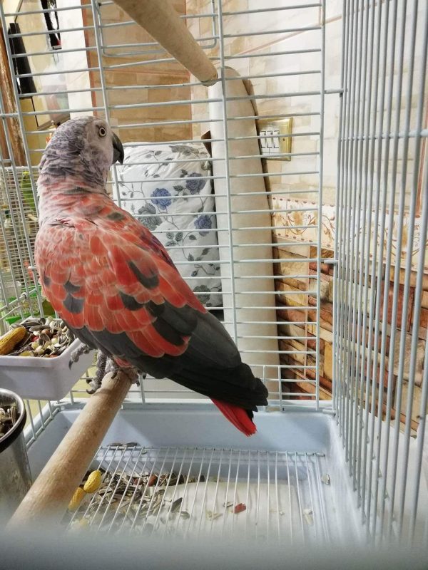 Timneh African Grey