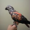 Timneh African Grey