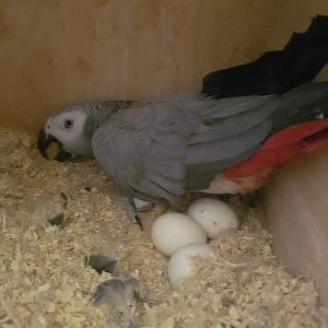2025/11/1001038962.jpg purchase African grey parrot eggs online with secure delivery to your address