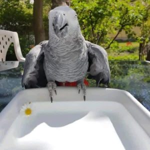 Köp en afrikansk grå papegoja 🦜 idag och bli en personlig ägare till afrikansk grå papegoja