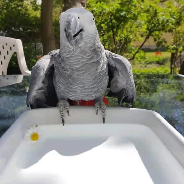 2026/05/275401.jpg Köp en afrikansk grå papegoja 🦜 idag och bli en personlig ägare till afrikansk grå papegoja