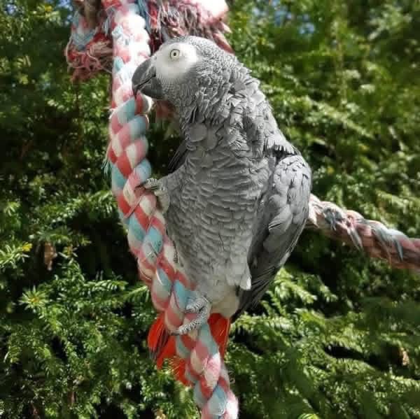 2026/05/275402.jpg Beställ afrikansk grå papegoja online idag och äg din egen i Europa och USA